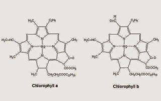 Klorofil A dan Klorofil B