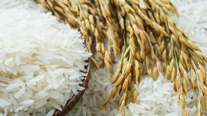 beras organik untuk diet